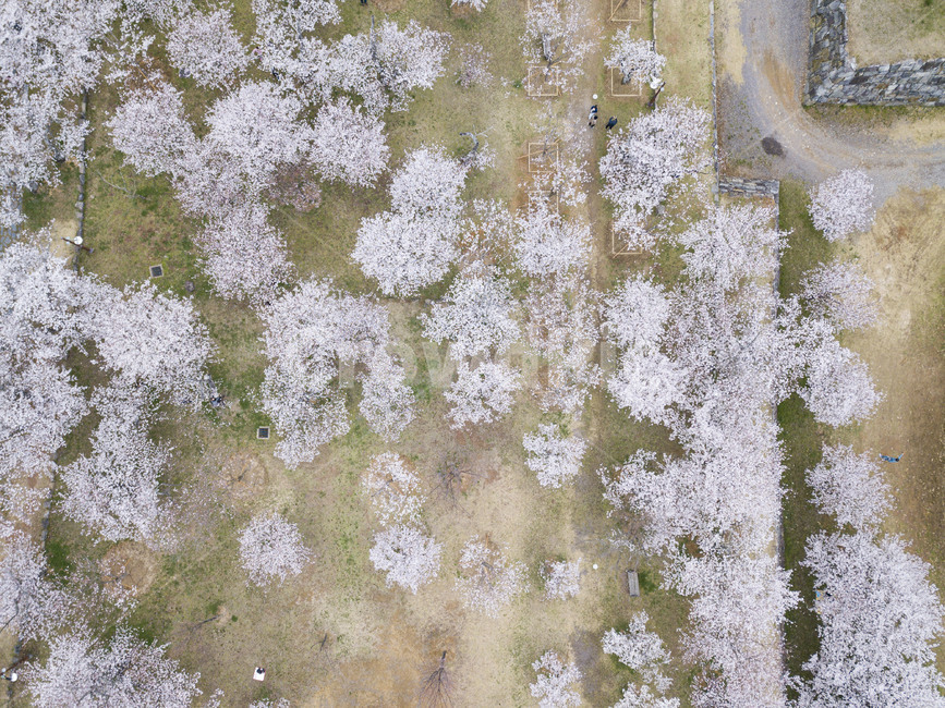 벚꽃,드론,봄,봄꽃,드론샷,선진리성,nature,자연