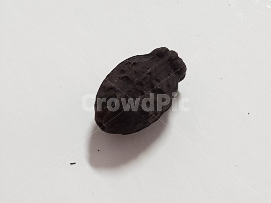 분꽃씨앗,실내,씨앗,클로즈업,식물씨앗,분꽃,seeds,seed