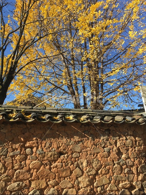 단풍,가을,한국,한옥,벽,노란색,아담한,전통,가을,계절,fall,autumn,season,한국전통,한국문화,korean traditional,korean culture,건축물,건물외관,exterior,building,structure,architecture,construction,tree,나무,plant,식물