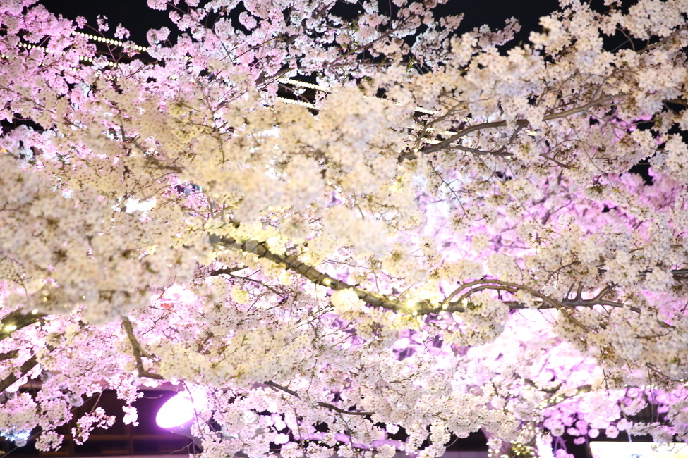 plant,식물,flower,blossom,꽃,벛꽃,야경