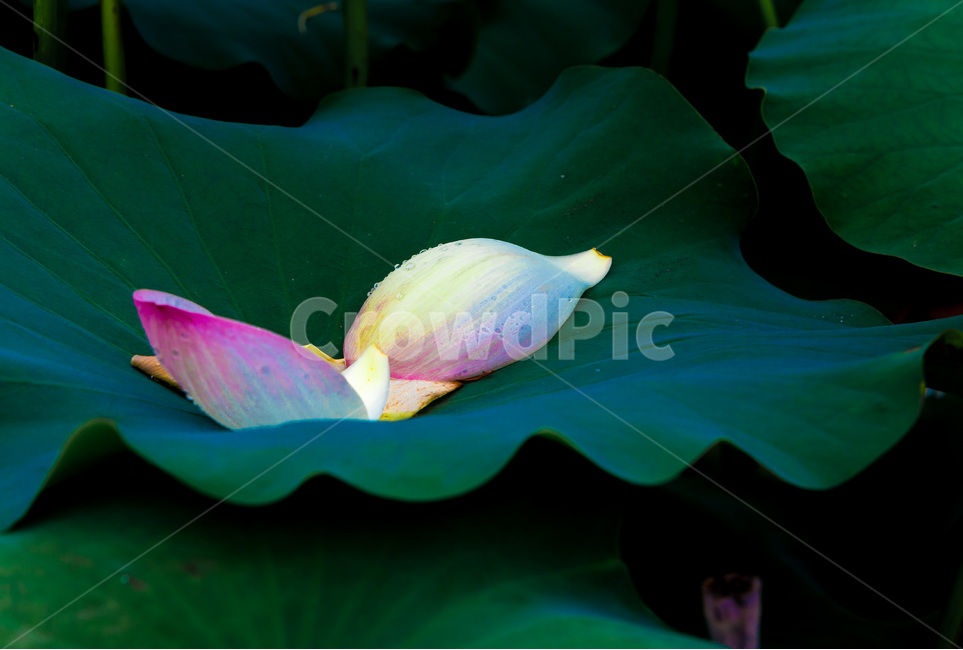 연잎,꽃잎,낙화,문양,무늬,자연,식물,자연,plants,nature,꽃,flower
