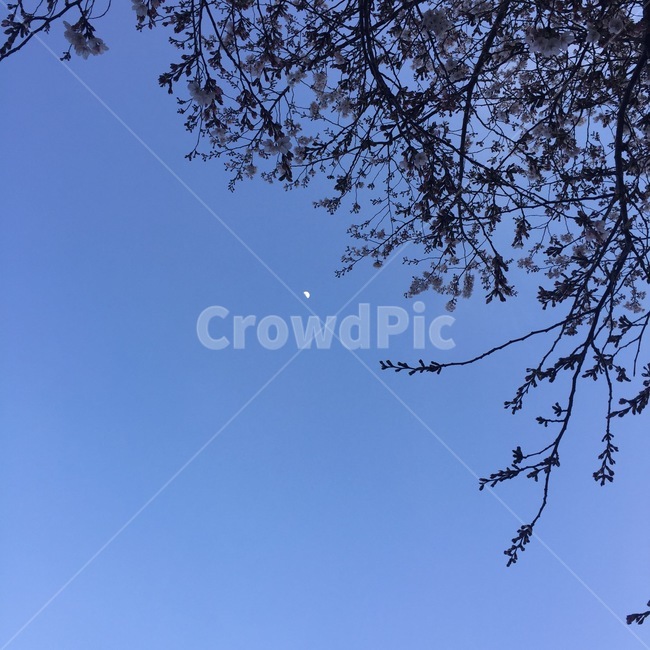 nature,자연,sky,하늘,blue,파랑,cloud,구름,맑음,꽃,flower,벚꽃,blossom,달,moon,저녁,night,tree,나무,풍경,경치,landscape