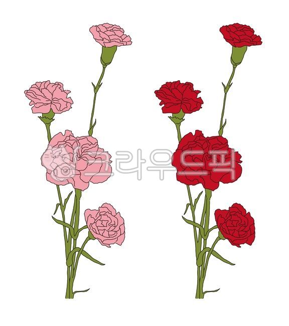 gift,symbol,beauty,dad,flora,sign,carnation,mom,spring,beautiful,bloom,florist,designsource,decoration,floral,natural,hand drawing,Anniversary,bouquet,Mothers Day,plant,colorful,anniversaries,parents,object,clipart,color,concept,icon,isolated,cute,flowers