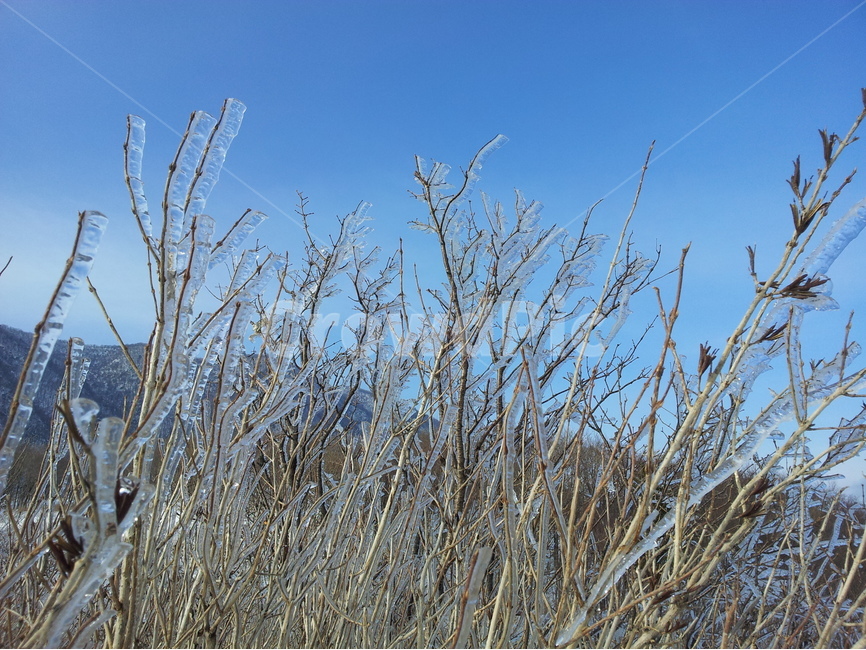 오대산,설경,상고대,눈,겨울,국립공원,겨울,계절,winter,season,식물,자연,plants,nature