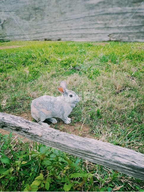 토끼,동물,자연,animal,rabbit