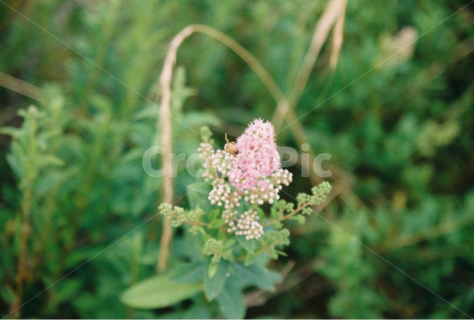 꿀벌,채집,꽃,꽃가루,꿀,식물,자연,plants,nature,꽃,flower,동물,animal,곤충,벌레,insect,bug,감성,sensible,feeling