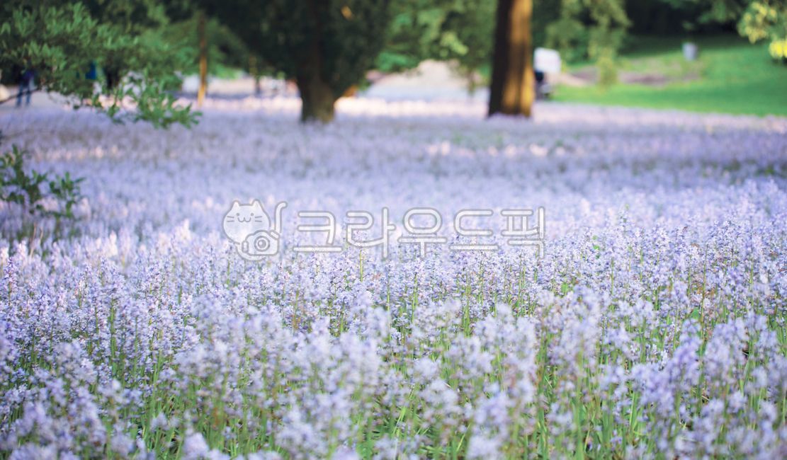 plant,식물,가든,정원,보라색꽃,꽃,식물,자연,plants,nature,꽃,flower