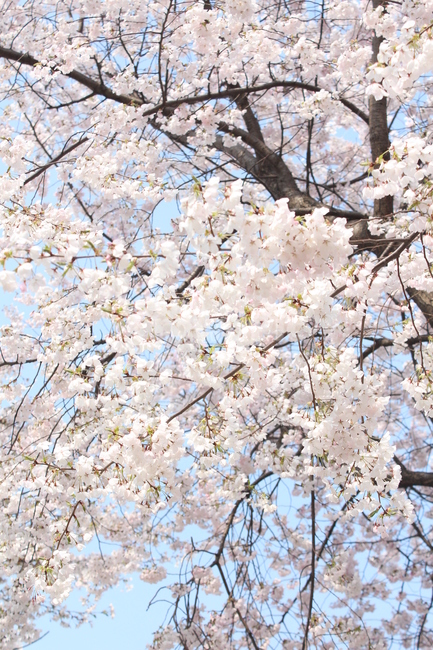 벚꽃,꽃,꽃배경,봄배경,분홍꽃