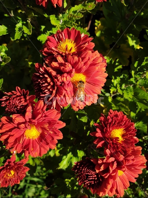 꽃,벌,꽃밭,꿀,bee,honeybee,꿀벌,곤충,빨간색,red,붉은색,plant,식물,식물,자연,plants,nature,꽃,flower,곤충,벌레,insect,bug