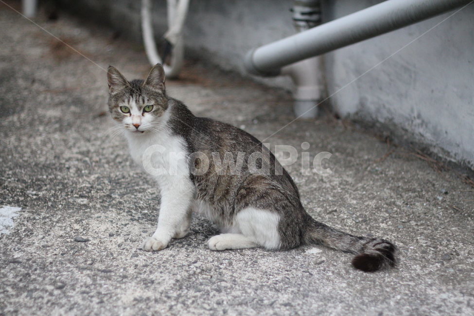 고양이,동물,냐옹이,길거리,고양이옆모습,동물,animal,포유류,mammal,고양이,cat,kitten,kitty
