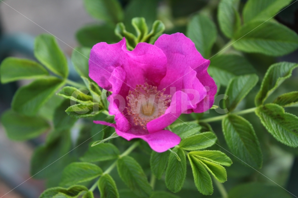 공원한켠에핀,해당화,한송이,꽃,식물,자연,식물,자연,plants,nature,꽃,flower