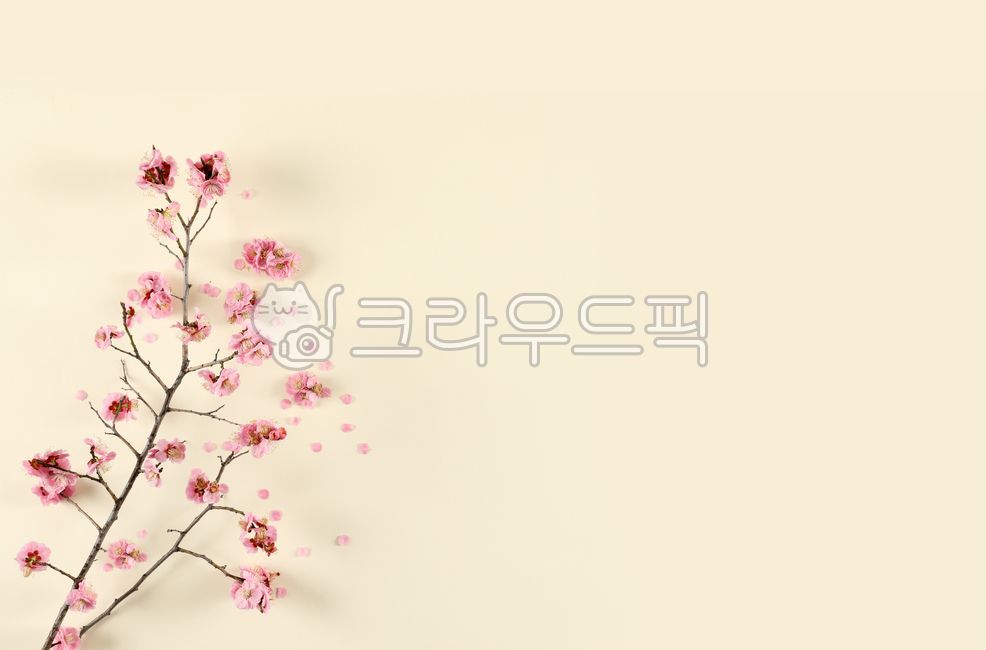 꽃,매화,홍매화,꽃잎,배경,핑크,붉은,플랫,바닥,템플릿,파스텔,프레임,플랫레이,백그라운드,종이,분홍,여백,카피스페이스,빈공간,나무,나뭇가지,가지,봄,4월,개화,자연,담홍,플로리스트,식물,잎,잎사귀,누끼,장식,신선한,싱싱한,꽃무늬,결혼,기념일,레이아웃,목업,발렌타인데이,화이트데이,축하,우편,카드,하이앵글