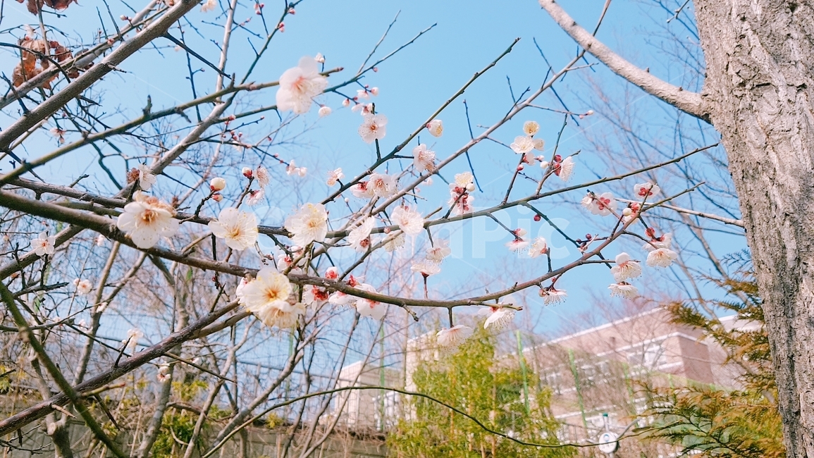 봄,벚꽃,봄꽃,spring,flower,봄,계절,spring,season,plant,식물,꽃,blossom