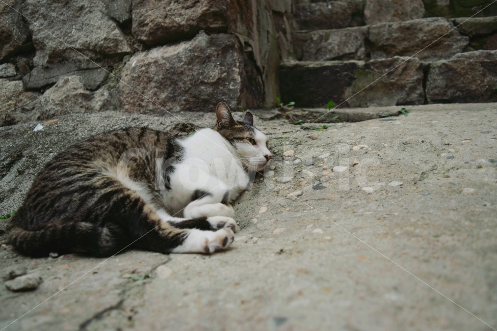 고양이,골목,여유,동물,길고양이,동물,animal,포유류,mammal,고양이,cat,kitten,kitty