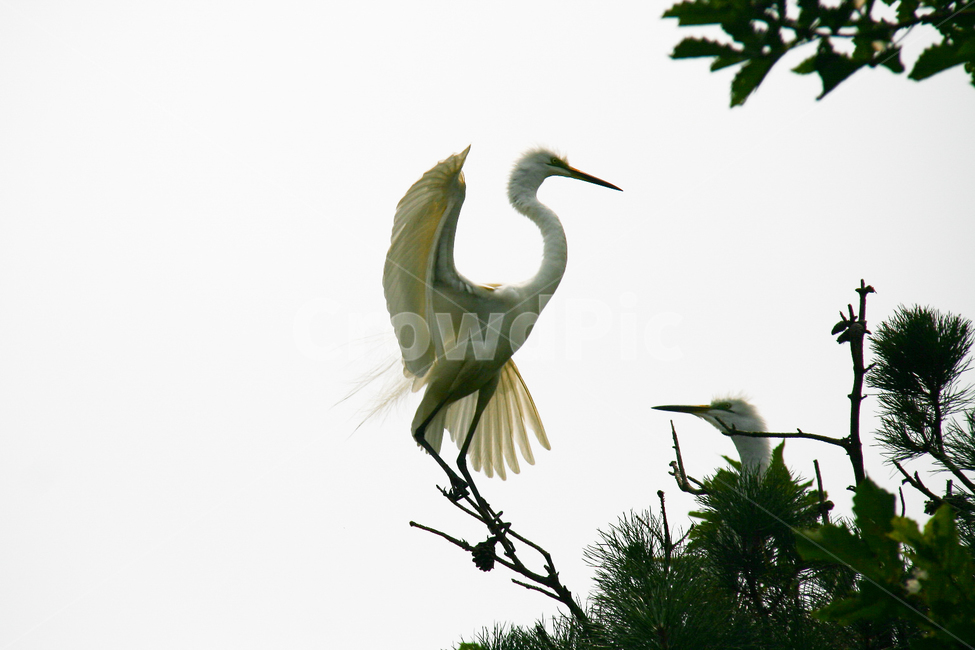 백로,소나무,하늘,둥지,날개,동물,animal,조류,새,birds