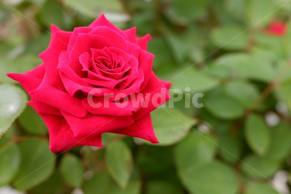 빨간장미,장미,꽃,flower,rose,자연