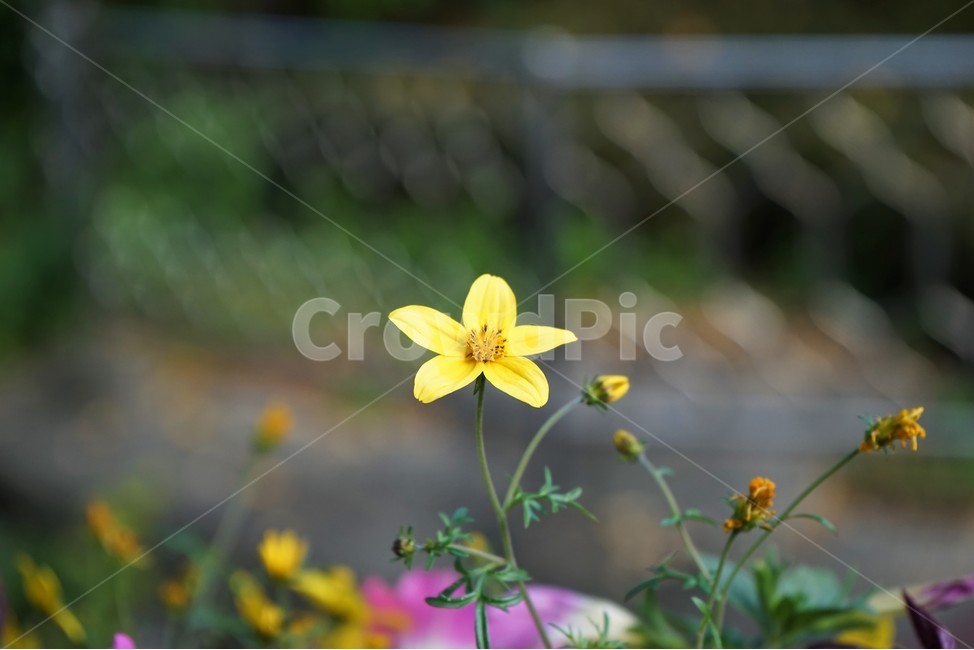 꽃,노랑,화분,자연,식물,가을,flower,plant,yellow,nature,식물,자연,plants,nature,꽃,flower
