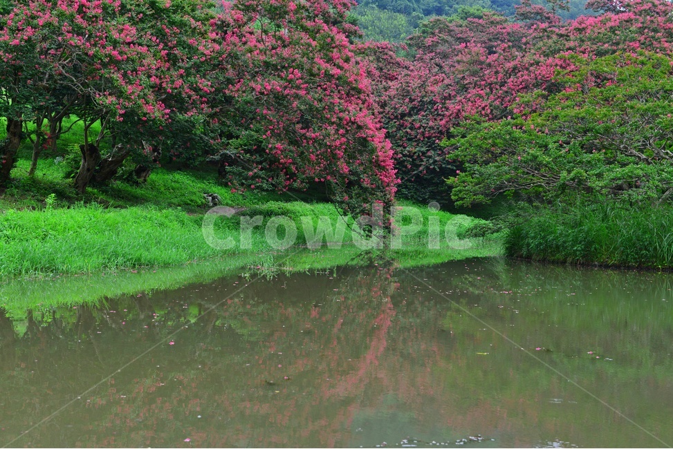 outdoors,옥외,nature,자연,water,물,경치,경관,연못,담양,명옥헌,명옥헌원림,명옥헌배롱나무,배롱나무