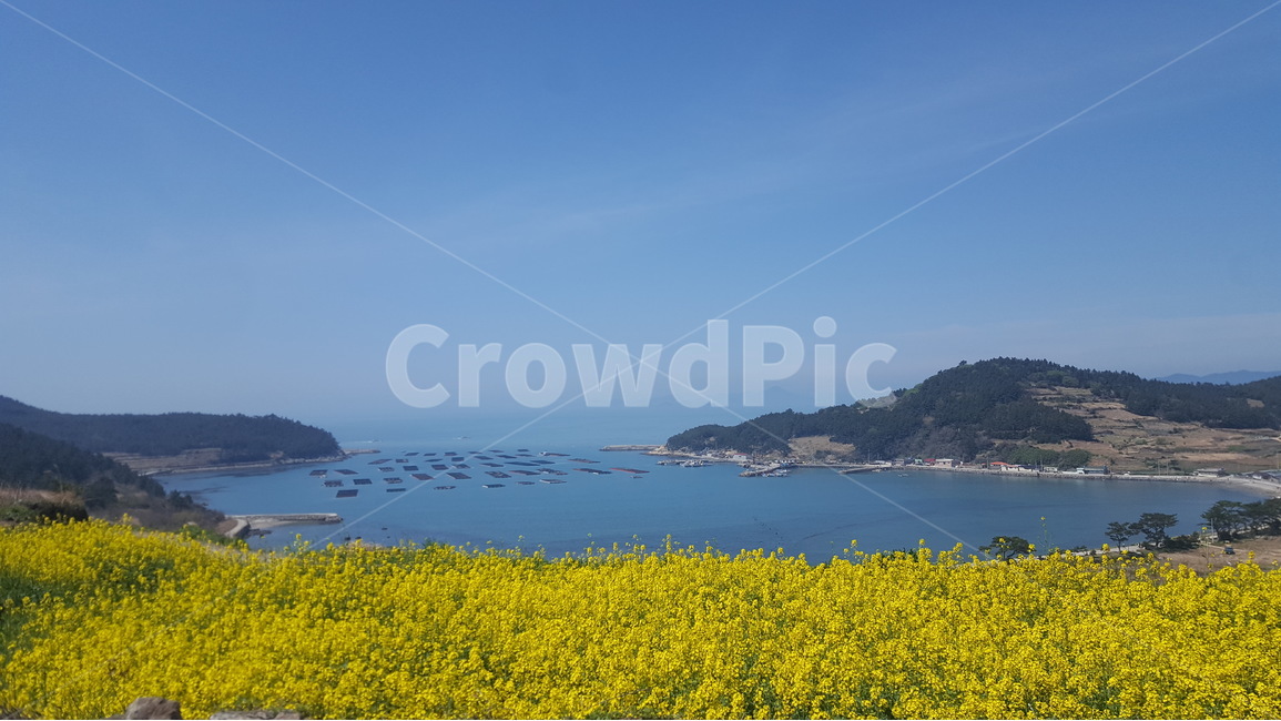봄,청산도,서편제길,유채꽃,봄동,유채밭,청산도의봄,청산도슬로시티,청산도슬로시티축제,슬로시티,슬로우시티,청산도슬로우시티,바다,봄꽃,봄꽃축제,전라남도,봄,계절,spring,season,자연,풍경,nature,landscape,한국자연풍경,한국자연경관,korea nature landscape,promontory,곶,land,땅,outdoors,옥외,ocean,대양,sea,water,물,shoreline,해안선