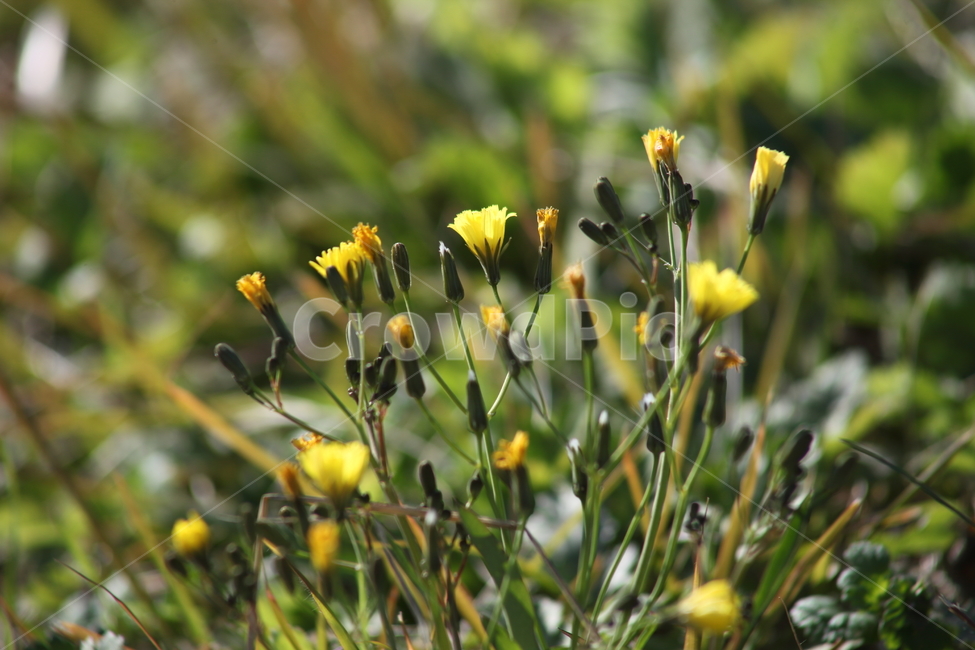 선씀바귀,산고채,꽃,야생화,strigosa,식물,자연,plants,nature,꽃,flower