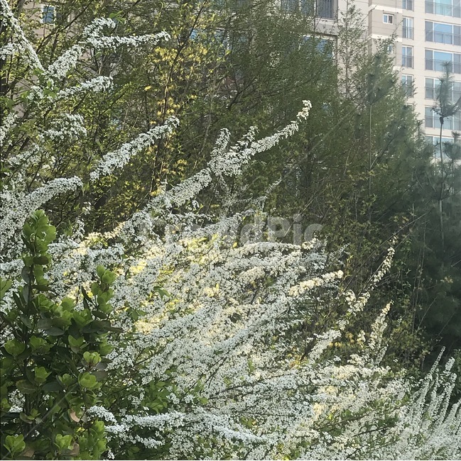 봄,꽃,들꽃,봄꽃,흰꽃,거리,봄,계절,spring,season,식물,자연,plants,nature,꽃,flower,tree,나무,plant,conifer,구과 식물,fir,전나무