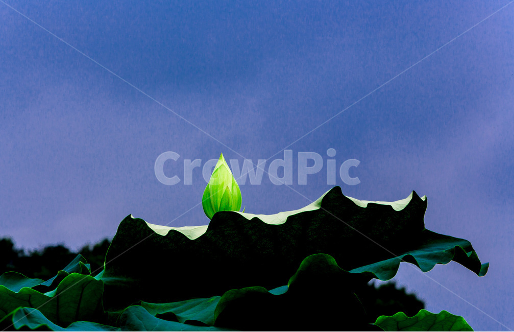 연꽃봉오리,연잎,문양,무늬,자연,하늘,식물,자연,plants,nature,꽃,flower