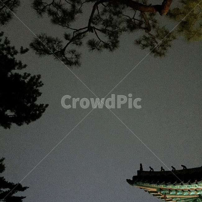 창경궁,창경궁야간개장,고궁,야경,전통,전통문화,저녁,밤