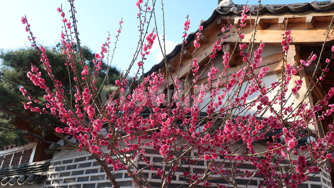 한옥마을,꽃,핑크색꽃,한옥,나무,봄,계절,spring,season,한국전통,한국문화,korean traditional,korean culture,식물,자연,plants,nature,꽃,flower,plant,blossom,cherry blossom,벚꽃
