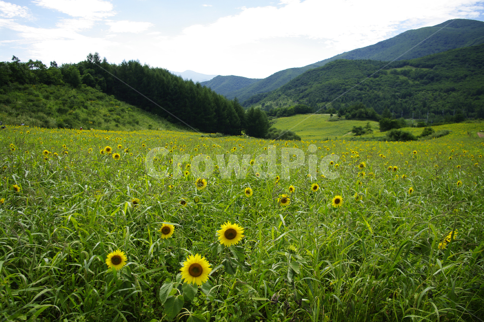 꽃밭,해바라기,식물,flower,풍경,하늘,구름,자연,풍경,nature,landscape,field,들,grassland,목초지,outdoors,옥외