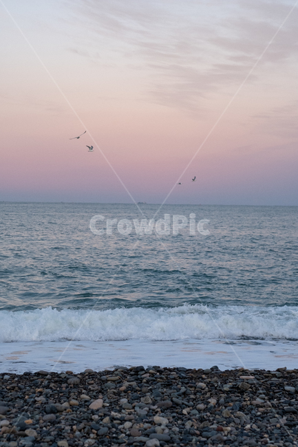 바다,자연,sea,ocean,새