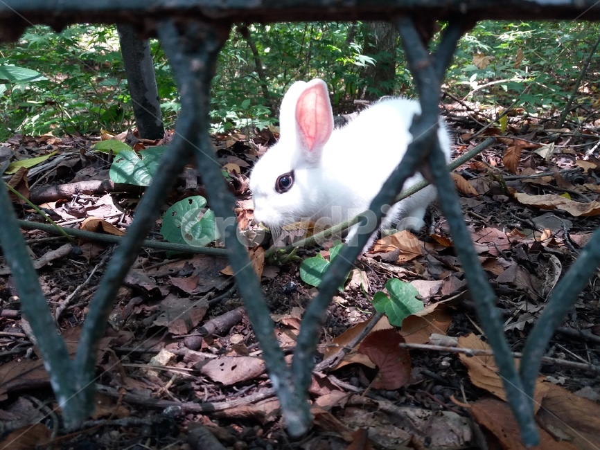 토끼,산토끼,방사,힌색토끼,동물,공원,산책로,동물,animal,포유류,mammal