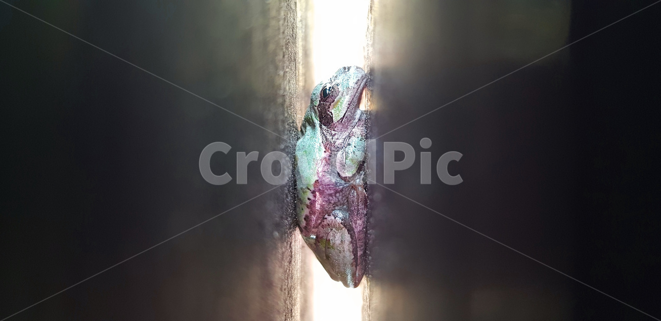 animal,동물,개구리,frog,nature,자연,틈,초록색,green,파충류,양서류,reptile,amphibian