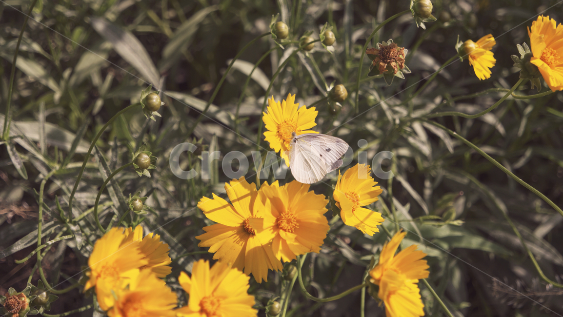 자연,식물,야생화,들꽃,야외,꽃,노랑,노란꽃,나비,흰나비,yellow,yellowflower,butterfly,whitebutterfly,nature,plants,wildflowers,flowers,field,outside,park,landscape
