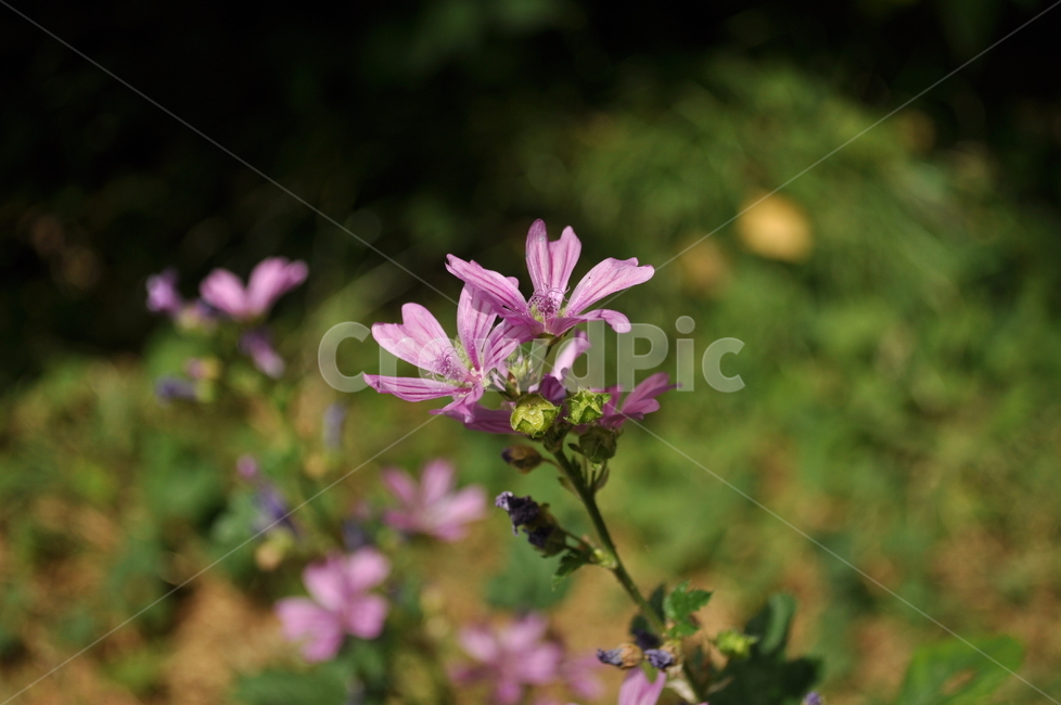 꽃,blossom,식물,flower,plant,제라늄,geranium