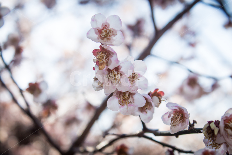 매화,봄,봄꽃,spring,꽃,flower,blossom,자연,nature