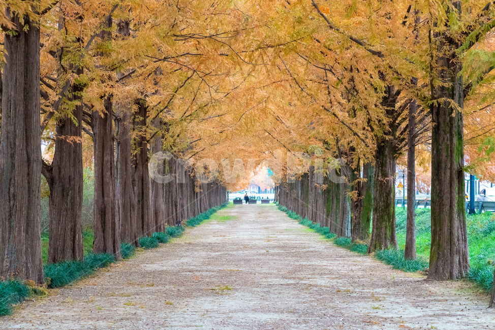 단양,메타세콰이어,노랑,단풍,가을,감성,가을,계절,fall,autumn,season,자연,풍경,nature,landscape,한국자연풍경,한국자연경관,korea nature landscape