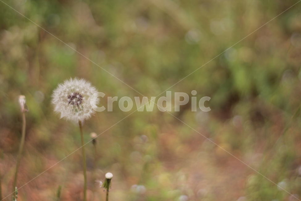 민들레,민들레씨,꽃,dandelion,flower,식물,자연,plants,nature,꽃,flower