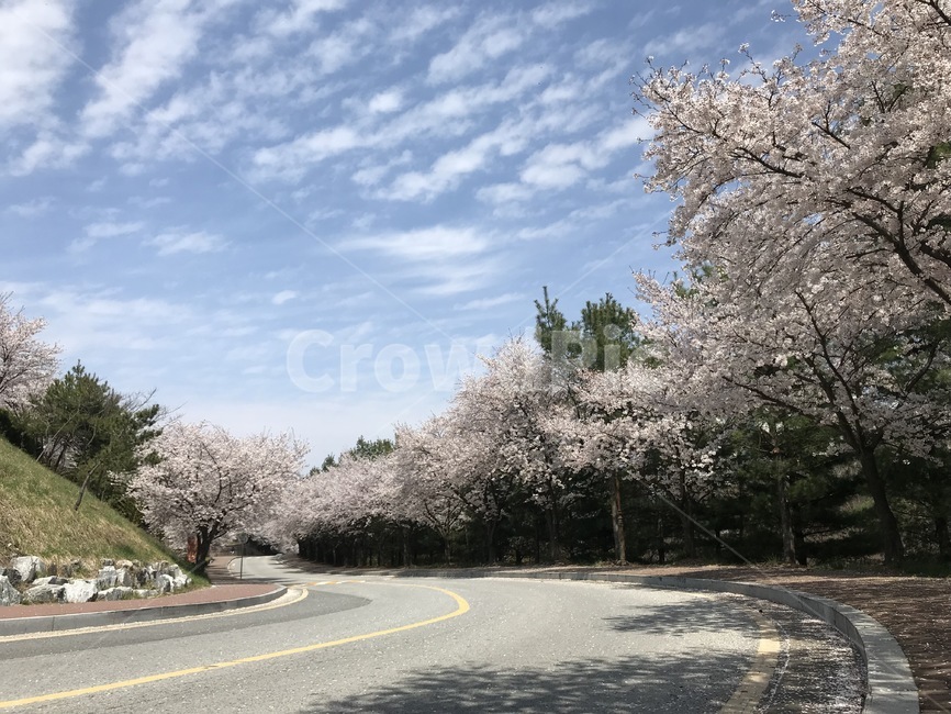 벚꽃,봄,벚꽃길,하늘,자연,풍경