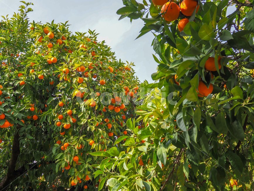 오렌지,주황색,감성,식물,빛,orange,yellow,mood,light,plants,green,taste,식물,자연,plants,nature,과일,열매,fruit