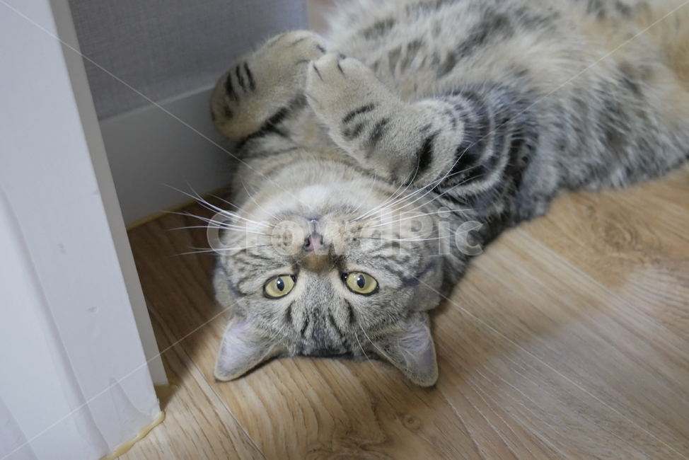 고양이,동물,얼굴,표정,개냥이,귀여운,동물,animal,포유류,mammal,고양이,cat,kitten,kitty