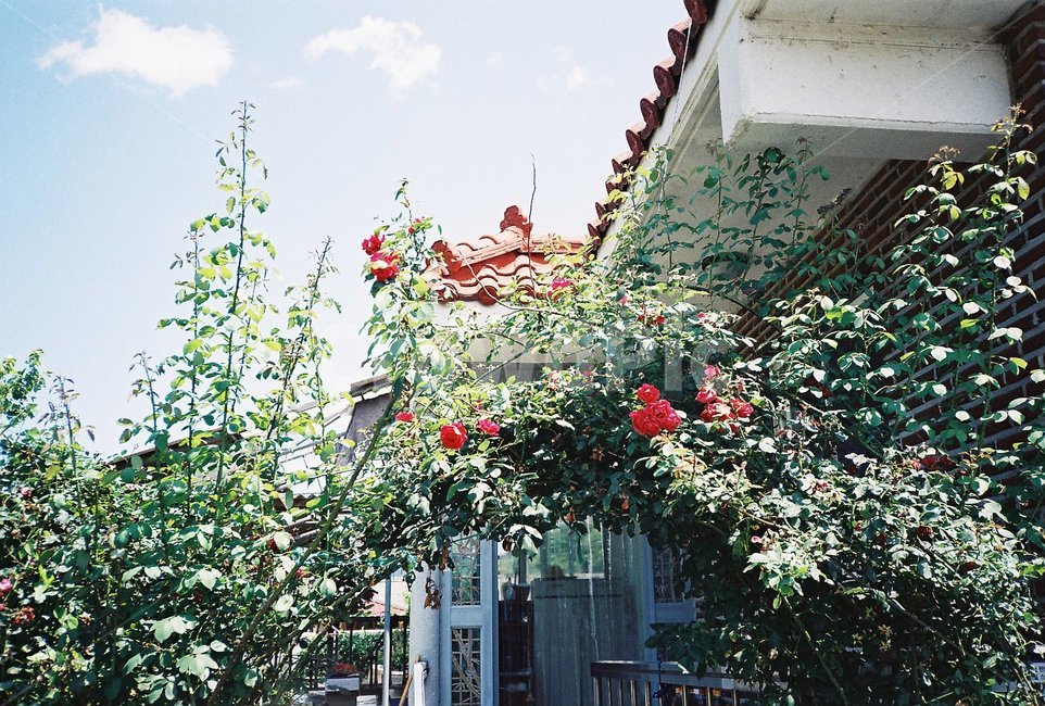 자연,하늘,집,꽃,잎,식물,자연,plants,nature,꽃,flower