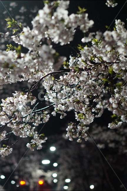 벚꽃,야경,밤,흰색,풍경,봄,봄,계절,spring,season,야경,밤,풍경,nightscape,night,landscape,식물,자연,plants,nature,꽃,flower,plant,blossom,cherry blossom