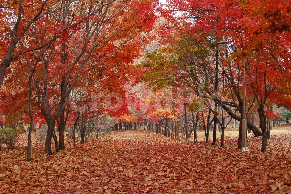 가을,단풍,낙엽,길,가로수,가로등,나무,산책,산책로,풍경,가을풍경,가을숲,공원,단풍길,숲,자연,나뭇가지,나뭇잎,식물,풍경사진,배경,자연,풍경,nature,landscape,가을,계절,fall,autumn,season,tree,plant,maple,leaf,잎