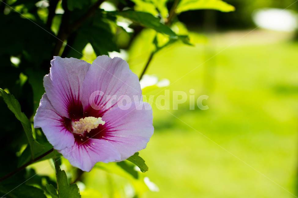 꽃,무궁화,우리나라꽃,식물,flower,무궁화꽃,국화,나무,삼일절,애국심,야생화,대한민국의상징,속씨식물,아욱과,나라꽃,씨앗,열매,꽃잎,붉은색,무궁화정신,쌍떡잎식물,근화,흰색,연분홍색,분홍색,단체수술,공원,조경,무궁화과,식물,자연,plants,nature,꽃,flower