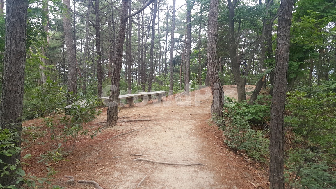쉼,길,밴치,휴식,쉼터,자연,풍경,nature,landscape,ground,바닥,tree,나무,plant,식물