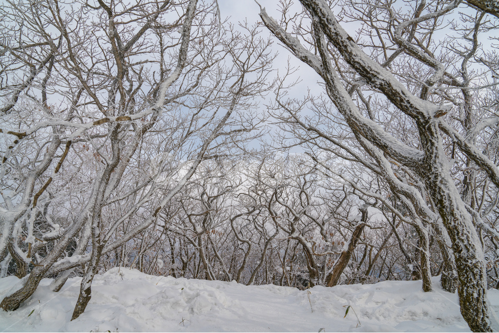 덕유산,설경,눈산,풍경,눈꽃,눈,snow,landscape,mountain,겨울,계절,winter,season,자연,풍경,nature,landscape,한국자연풍경,한국자연경관,korea nature landscape,식물,plants,나무,trees,wood,storm,폭풍,outdoors,옥외,blizzard,눈보라