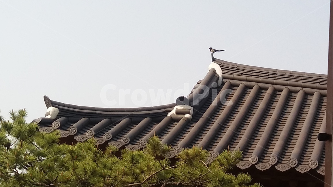 까치,기와,지붕,한국,전통,소나무,butterfly,tiledroof,korea,tradition,한옥,hanok,pinetree,한국전통,한국문화,korean traditional,korean culture,건축물,건물외관,exterior,building,structure,architecture,construction