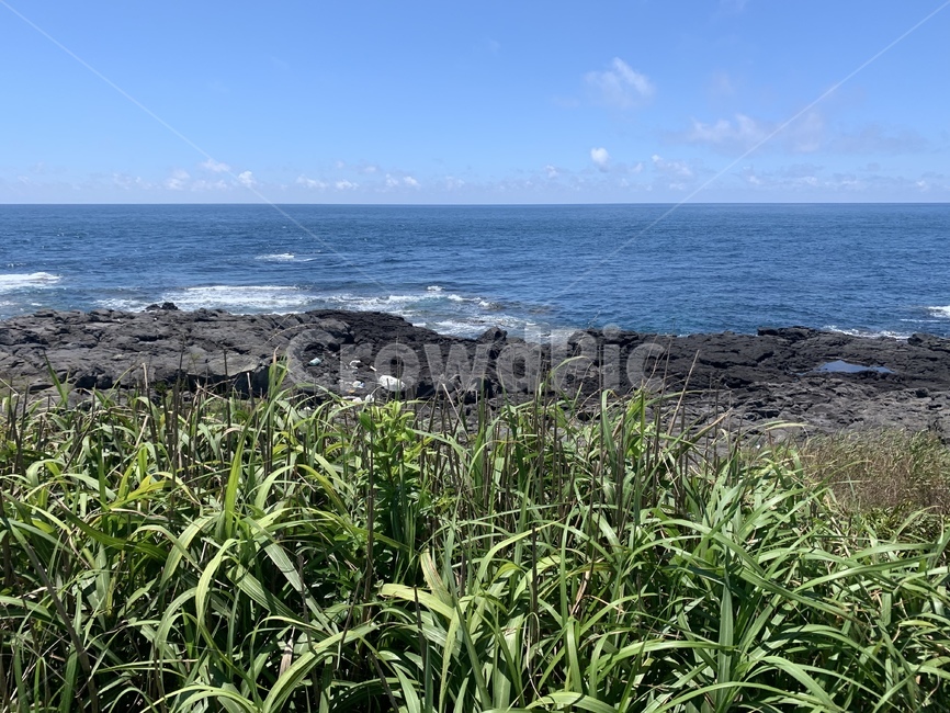 plant,식물,제주도,바다,들판,한국자연풍경,한국자연경관,korea nature landscape