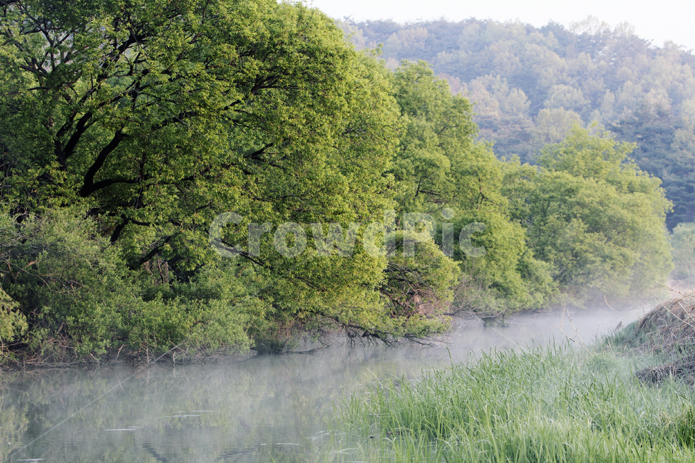 nature,자연,outdoors,weather,물안개,우포늪