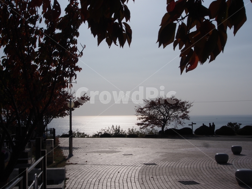 공원,자연,바다,풍경,태양,나무,생명,자연,풍경,nature,landscape,walkway,보도,path,통로